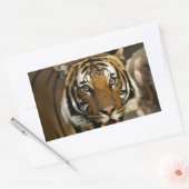 Sticker Rectangulaire Tigre de Sibérie (Enveloppe)