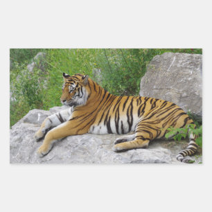 Sticker Rectangulaire Tigre de Sibérie se reposant sur un rocher