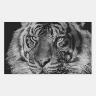 Sticker Rectangulaire Tigre noir et blanc