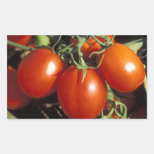 Sticker Rectangulaire Tomates rouges (Devant)