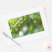 Sticker Rectangulaire Tomato (Enveloppe)