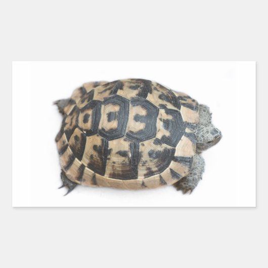 Sticker Rectangulaire Tortue (Devant)