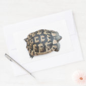 Sticker Rectangulaire Tortue (Enveloppe)