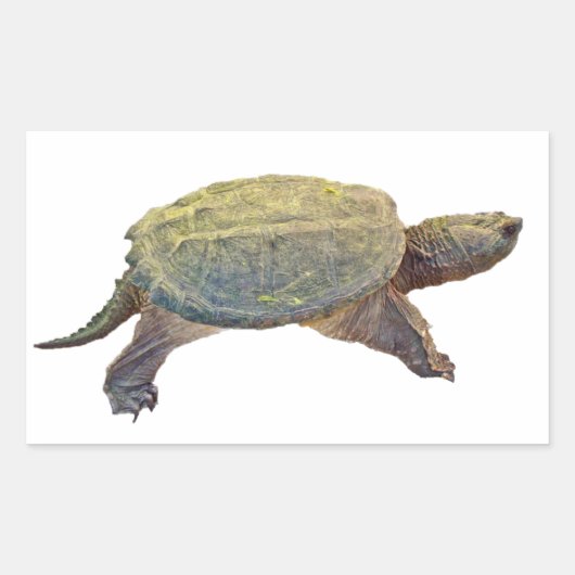 Sticker Rectangulaire Tortue commune - Chelydra serpentina (Devant)