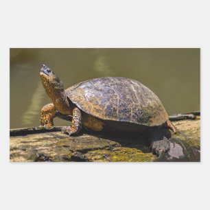 Sticker Rectangulaire Tortue de rivière à Tortuguero - Costa Rica