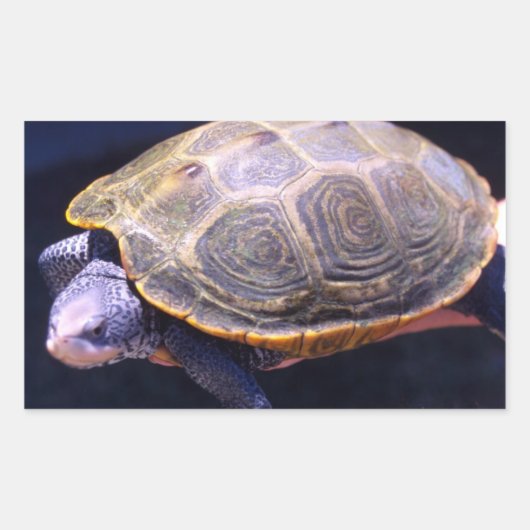 Sticker Rectangulaire Tortue Diamondback (Devant)