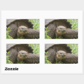 Sticker Rectangulaire Tortue géante (Feuille)