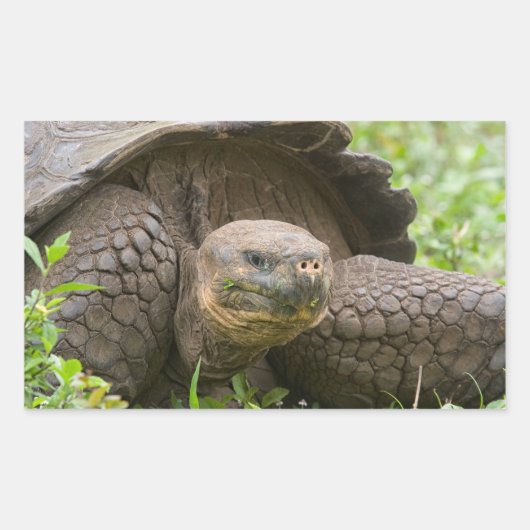 Sticker Rectangulaire Tortue géante (Devant)