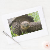 Sticker Rectangulaire Tortue géante (Enveloppe)