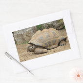Sticker Rectangulaire Tortue souriante (Enveloppe)
