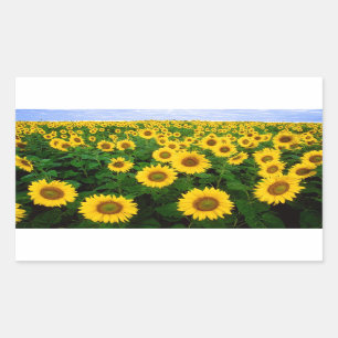 Sticker Rectangulaire Tournesols dans Fargo, le Dakota du Nord