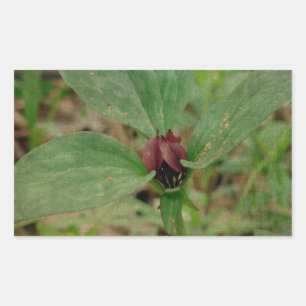 Sticker Rectangulaire Trillium Flower