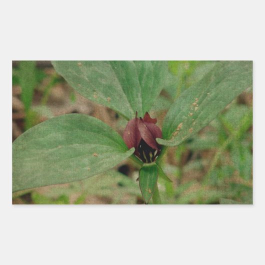 Sticker Rectangulaire Trillium Flower (Devant)