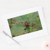 Sticker Rectangulaire Trillium Flower (Enveloppe)