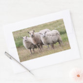 Sticker Rectangulaire Trio de moutons en Islande (Enveloppe)