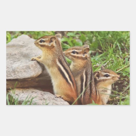 Sticker Rectangulaire Trois Chipmunks pour bébés (Devant)