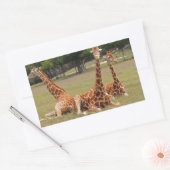 Sticker Rectangulaire Trois girafe à Fossil Rim (Enveloppe)