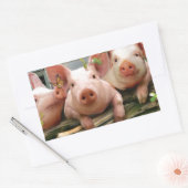 Sticker Rectangulaire Trois petits cochons (Enveloppe)
