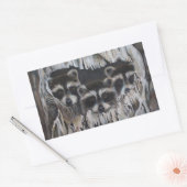 Sticker Rectangulaire Trois ratons laveurs dans un arbre (Enveloppe)