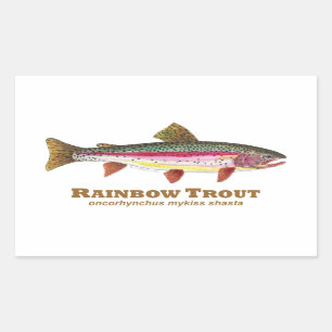 Sticker Rectangulaire Truite arc-en-ciel latine