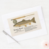 Truite brune (Salmo trutta) – Illust anglais