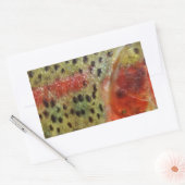 Sticker Rectangulaire Truite en main (Enveloppe)
