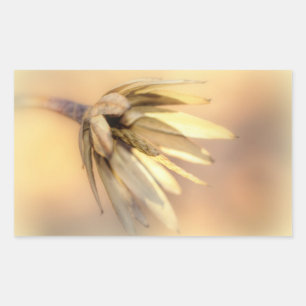 Sticker Rectangulaire Tulip Poplar Graine vide Pod