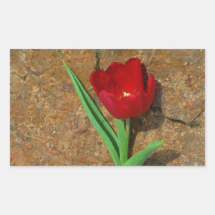 Sticker Rectangulaire Tulipe jaune et rouge