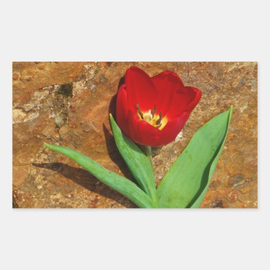 Sticker Rectangulaire Tulipe jaune et rouge (Devant)
