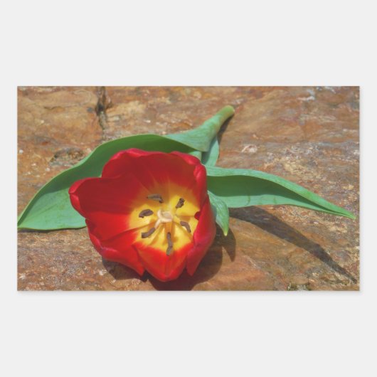 Sticker Rectangulaire Tulipe rouge du printemps (Devant)