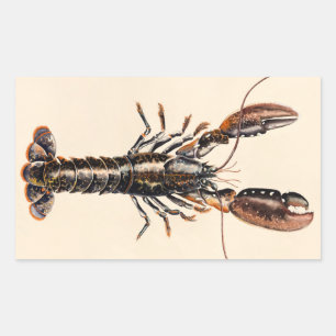 Sticker Rectangulaire Un homard de Solva