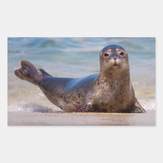 Sticker Rectangulaire Un phoque sur une plage le long de la côte Pacifiq (Devant)