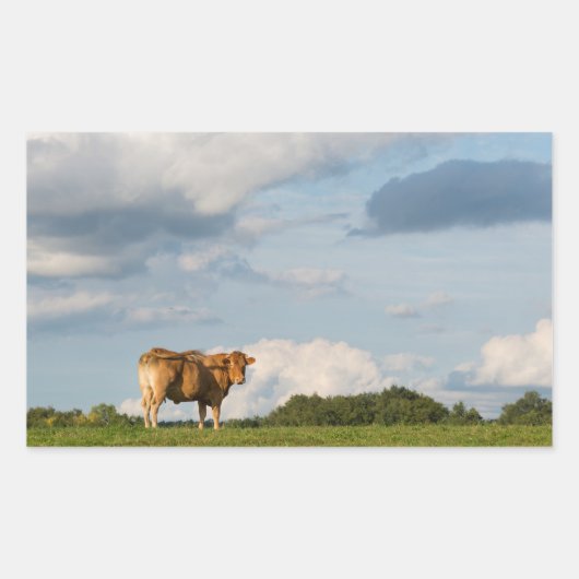 Sticker Rectangulaire Vache Blonde d'Aquitaine en Dordogne, France (Devant)