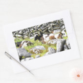 Sticker Rectangulaire Vaches Moo (Enveloppe)