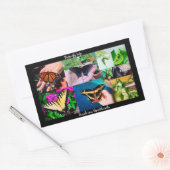 Sticker Rectangulaire Vie de papillon  (Enveloppe)