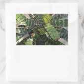 Sticker Rectangulaire Vriesea Splendens Bromeliad Plante Feuilles rayés (Sac)