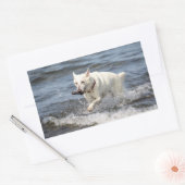 Sticker Rectangulaire White German Shepard sur le lac George (Enveloppe)