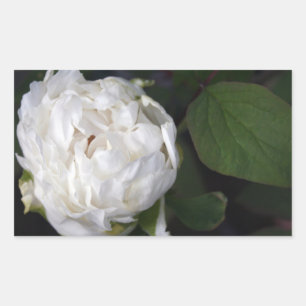 Sticker Rectangulaire White Peony - Photographie florale -