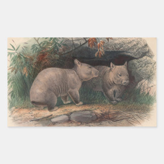 Sticker Rectangulaire Wombat à nez poilu par Joseph Wolf