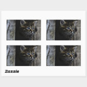 Sticker Rectangulaire Yeux bleus de chat (Feuille)