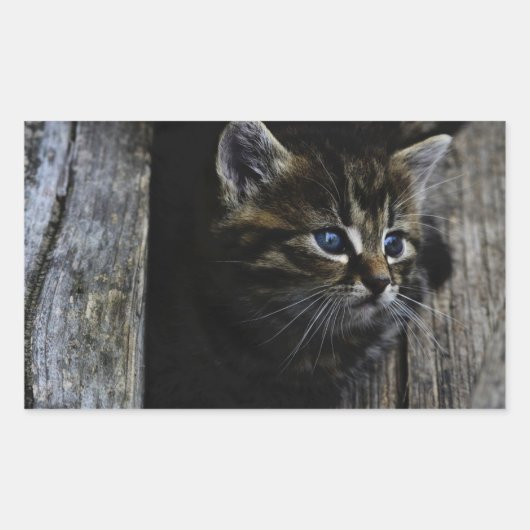 Sticker Rectangulaire Yeux bleus de chat (Devant)