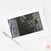 Sticker Rectangulaire Yeux bleus de chat (Enveloppe)