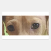 Sticker Rectangulaire yeux crème dachshund (Devant)