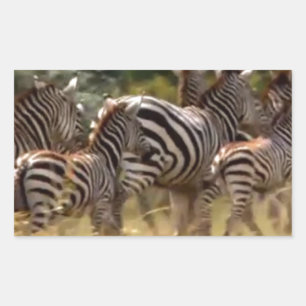 Sticker Rectangulaire Zèbres en mouvement : Un voyage de mille milles