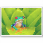 Sticker Red-eyed tree frog, Costa Rica (Devant)