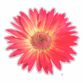 Sticker Red Gerbera Daisy (Devant)