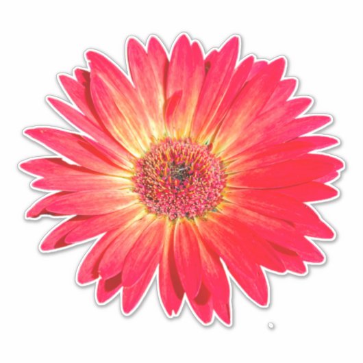 Sticker Red Gerbera Daisy (Devant)