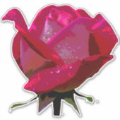 Sticker Red Rose Thunder_Cove (Devant)