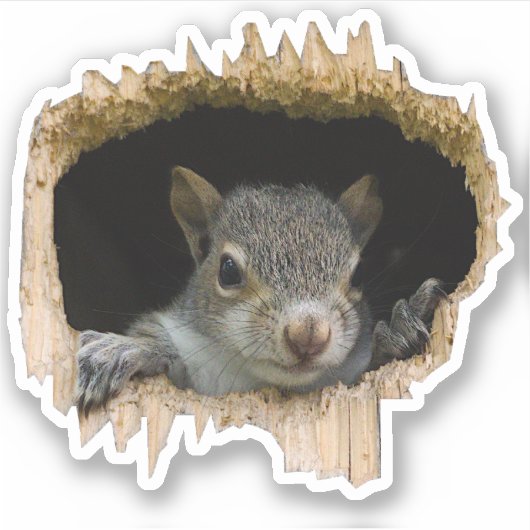 Sticker Regardez. - Écureuil gris (Devant)