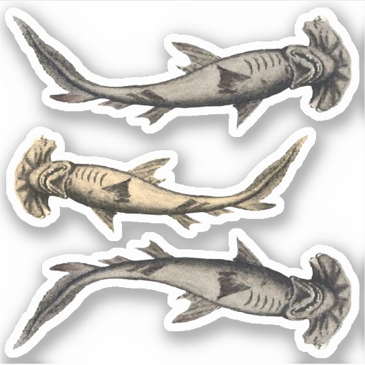 Sticker Requins à tête de marteau (Devant)